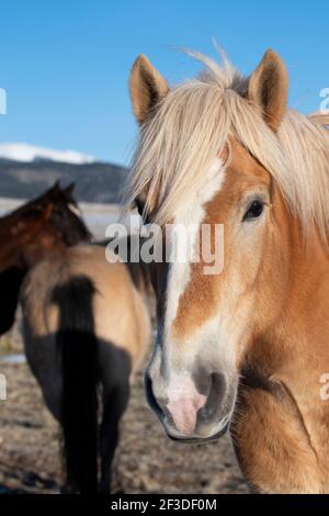 USA, Colorado, Custer County, Westcliffe, Music Meadows Ranch. Dettaglio della testa del cavallo da tiro (Halflinger) Foto Stock