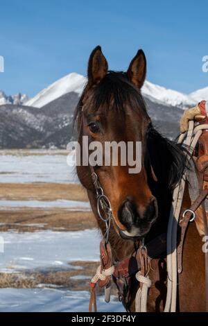 USA, Colorado, Custer County, Westcliffe, Music Meadows Ranch. Cavallo ranch baia. Foto Stock