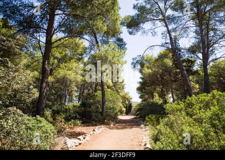 La Foresta di Porto Conte nel parco regionale nazionale, Alghero Sardegna Foto Stock