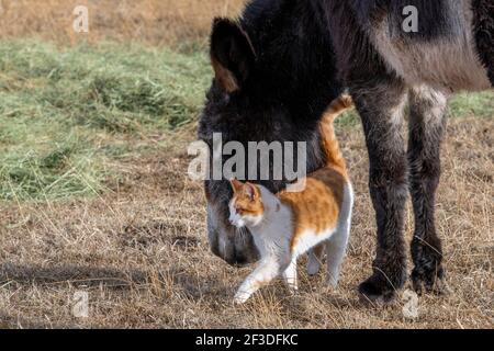 USA, Colorado, Custer County, Westcliffe, Music Meadows Ranch. Adorabile asino ranch con gatto arancione. Foto Stock