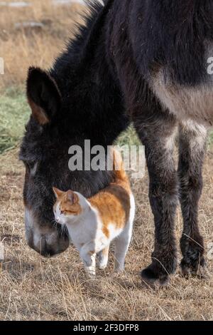 USA, Colorado, Custer County, Westcliffe, Music Meadows Ranch. Adorabile asino ranch con gatto arancione. Foto Stock