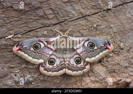 Piccolo imperatore Moth, Saturnia pavonia femmina con le ali aperte mostrando i suoi quattro eyespot Foto Stock