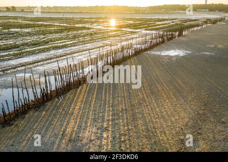 Vista ad alto angolo della linea di pali in legno in sabbia bagnata. Sole luminoso che splende attraverso pali di legno e tracciando lunghe linee a terra. Contro foto sole. Foto Stock