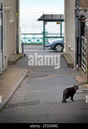Un gatto attraversa la strada a Brighton Foto Stock