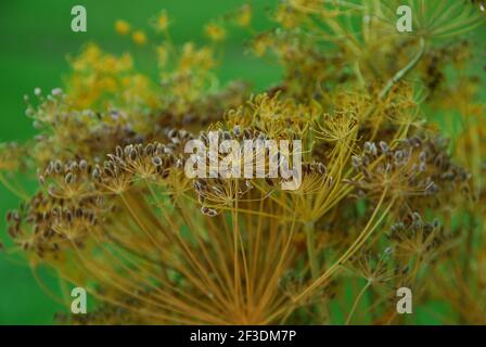Anethum, anetum graveolens, aneto, dildolde, apiaceae, erba Foto Stock