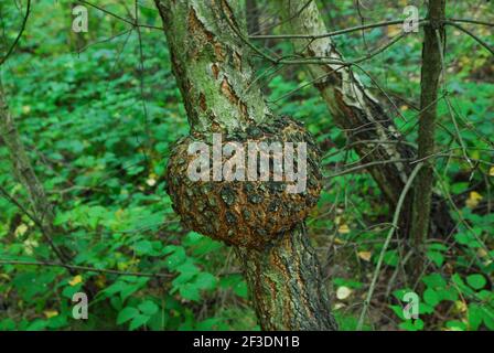 Crescita anormale, crescita anormale su un albero, ipertrofie Foto Stock