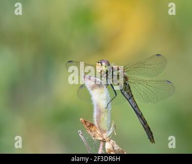 Una dragonfly vagante di darter (Sympetrum vulgatum) seduto su una lama di erba Foto Stock