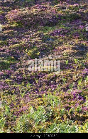 Brughiera in fiore nella calda luce serale sull'altopiano di Cap Frehel. Cote d Armor, Bretagna, Francia Europa Foto Stock