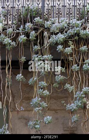 Piante appese da un balcone a Girona in Spagna Foto Stock