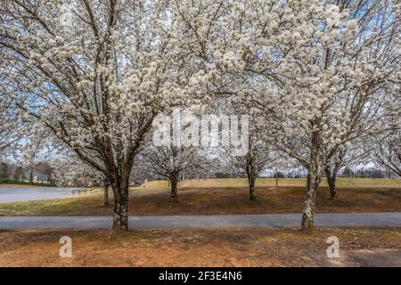 Accanto all'ingresso del parco ci sono file di bianco alberi di pera fioriti in piena fioritura in una giornata di sole all'inizio della primavera Foto Stock