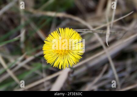 Colsfoot in primavera Foto Stock