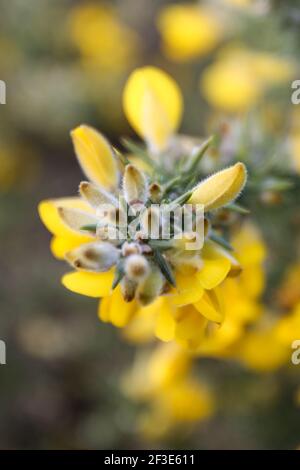 Gola in Springtime Foto Stock