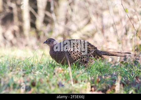 Gallina fagiano sulla prateria che teme a terra Foto Stock