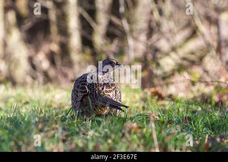 Gallina fagiano sulla prateria che teme a terra Foto Stock