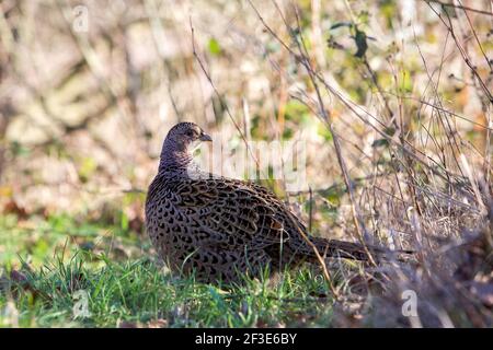 Gallina fagiano sulla prateria che teme a terra Foto Stock