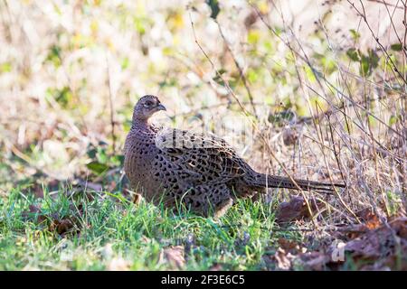 Gallina fagiano sulla prateria che teme a terra Foto Stock