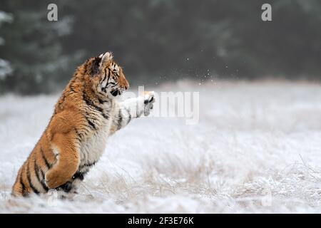 Giovane tigre siberiana che gioca in inverno. La tigre di Amur si trova sulla sua parte posteriore con una zampa di zampa Foto Stock