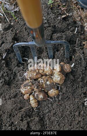 Helianthus tuberosus. Raccolta dei carciofi di Gerusalemme Foto Stock