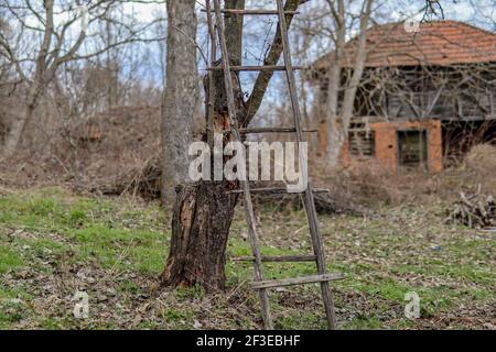 Molto vecchia scala di legno appoggiata contro un albero in un giardino del villaggio nel primo giorno di primavera Foto Stock