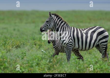 La zebra pianeggiante, nota anche come zebra comune, è la specie di zebra più diffusa e geograficamente diffusa. Foto Stock