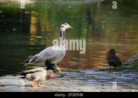 Un'anatra si gode il sole sul prato vicino al lago Kleinhesseloher nel Giardino Inglese (Englischer Garten) a Monaco, Germania. Foto Stock