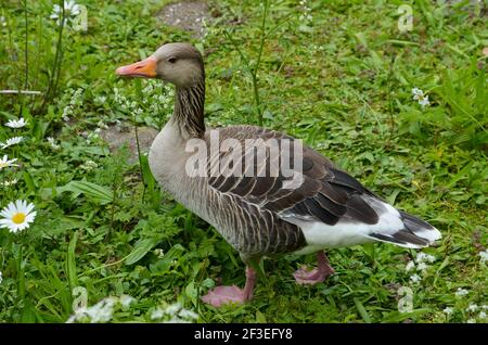 Un'anatra si gode il sole sul prato vicino al lago Kleinhesseloher nel Giardino Inglese (Englischer Garten) a Monaco, Germania. Foto Stock