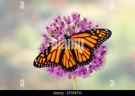 Macro di una farfalla monarca / danaus plexippus con diffusione ali su un fiore viola di allio - sfondo morbido Foto Stock