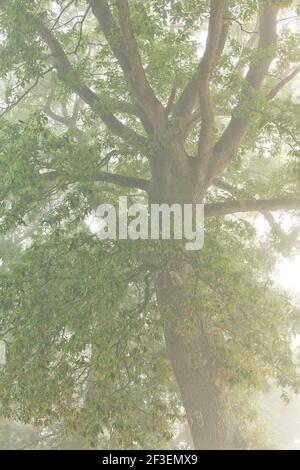 Tronco e corona di un albero di quercia in una mattinata di inizio autunno in nebbia fitta. Foto Stock