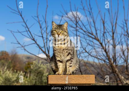 Modello Cat Foto Stock