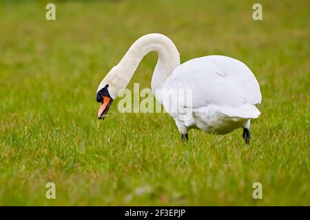 Mute cigno mangiare erba (Cygnus olor) Foto Stock