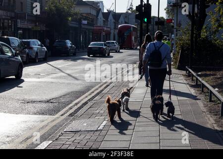 Londra, Regno Unito - 29 settembre 2020, unriconoscable donna cane Walker cammina cinque piccoli cani lungo una strada di Londra retroilluminata Foto Stock