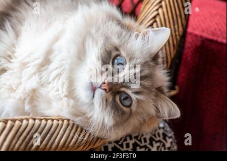 Beautyful bianco siberiano gatto Nevskaya Masquerade con occhi blu riposante da vicino sulla sedia Foto Stock