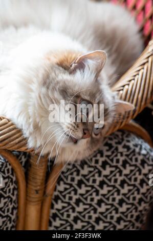 Beautyful bianco siberiano gatto Nevskaya Masquerade con occhi blu riposante da vicino sulla sedia Foto Stock