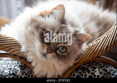 Beautyful bianco siberiano gatto Nevskaya Masquerade con occhi blu riposante da vicino sulla sedia Foto Stock