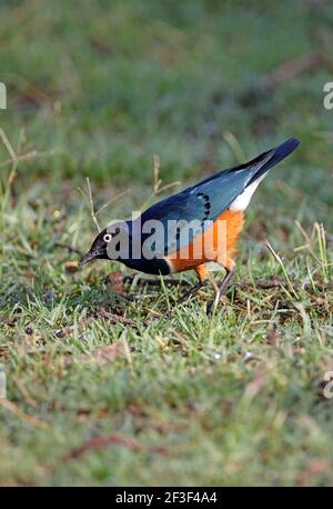 Superbo Starling (Lamprotornis superbus) adulto che si nutre su erba corta Lago Naivasha, Kenya Ottobre Foto Stock