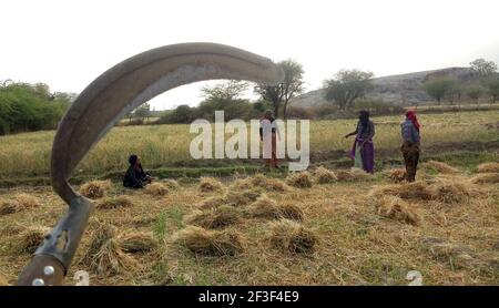 Beawar, Rajasthan, India, 16 marzo 2021: Le donne contadine del Rajasthani lavorano in un campo di orzo alla periferia di Beawar. Rajasthan è stato produttore principale di raccolto di orzo in India. Credit: Sumit Saraswat/Alamy Live News Foto Stock