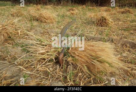 Beawar, Rajasthan, India, 16 marzo 2021: Raccolto di orzo nel campo alla periferia di Beawar. Rajasthan è stato produttore principale di raccolto di orzo in India. Credit: Sumit Saraswat/Alamy Live News Foto Stock