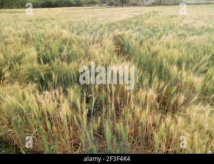 Beawar, Rajasthan, India, 16 marzo 2021: Raccolto di orzo nel campo alla periferia di Beawar. Rajasthan è stato produttore principale di raccolto di orzo in India. Credit: Sumit Saraswat/Alamy Live News Foto Stock