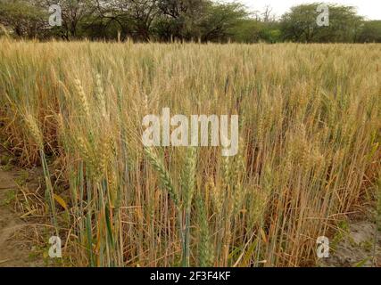 Beawar, Rajasthan, India, 16 marzo 2021: Raccolto di orzo nel campo alla periferia di Beawar. Rajasthan è stato produttore principale di raccolto di orzo in India. Credit: Sumit Saraswat/Alamy Live News Foto Stock