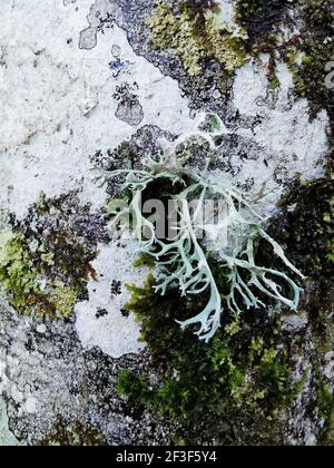 Un closeup di Evernia prunastri sulla quercia, una specie di lichene Foto Stock