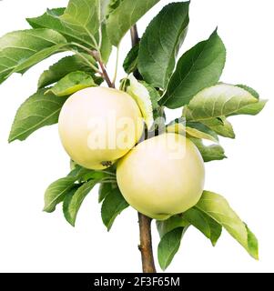 Mele su un ramo isolato su sfondo bianco. Mele da vicino su un albero di mele. Raccolta di frutta. Foto Stock
