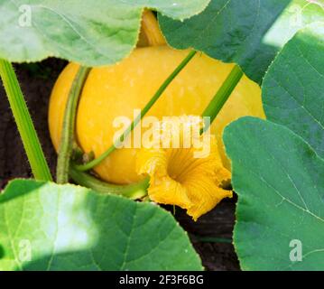 Zucche pianta. Zucche fiore. Midollo vegetale verde che cresce su cespuglio Foto Stock