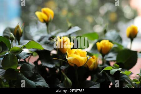 Rose gialle davanti al finestrino con pioggia. Messa a fuoco morbida. Foto Stock