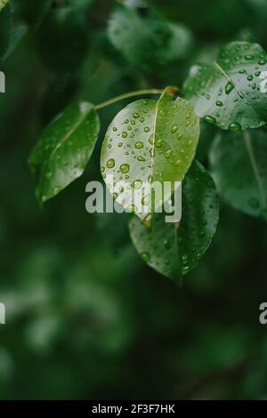 Foglie e gocce di rugiada acqua piovana dettagli. Natura primavera estate sfondo in colori verdi Foto Stock