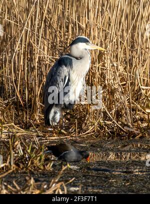 Grey Heron, (ardea cinerea) e Moorhen (Gallinula chloropus) in un letto di canna a Linlithgow Loch, West Lothian, UK. Foto Stock