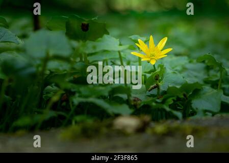 Unico fiore giallo della minore celandina, ficaria verna, di fronte ad un tappeto verde di foglie sul fondo del bosco, profondità di campo poco profonda Foto Stock