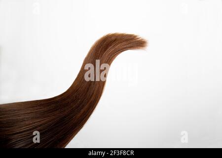 Una ciocca di capelli lunghi e spessi. Il colore è marrone scuro. Una ciocca di capelli femminili naturali su sfondo bianco. Colore castagno. Cura dei capelli. Foto Stock