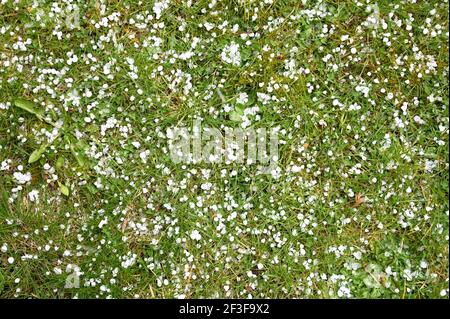 pietre di fieno sull'erba dopo la tempesta di fieno Foto Stock