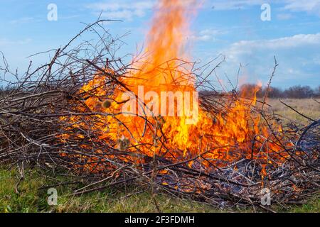 Falò al cottage estivo. Fiamme da rami che bruciano a secco sul campo, distruzione di detriti. Pericolo di maneggiamento del fuoco. Foto Stock
