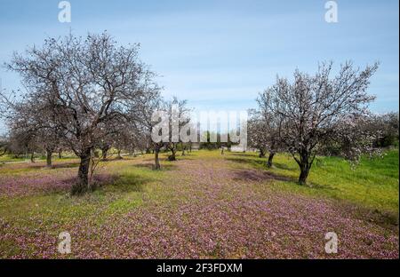 Campo con alberi di mandorle e vele viola di fiori nel terreno. Paesaggio all'aperto con fiori in fiore in primavera Foto Stock